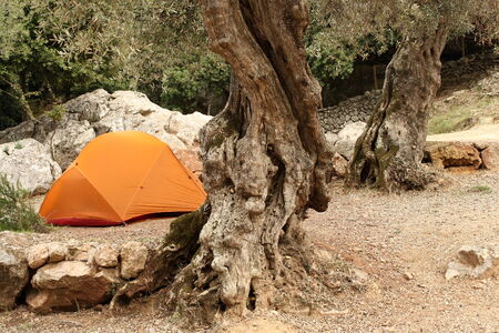 orange tent under olive treesの写真素材