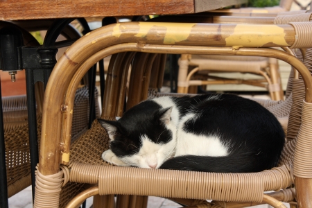 black and white cat sleeping on a rattan chairの写真素材