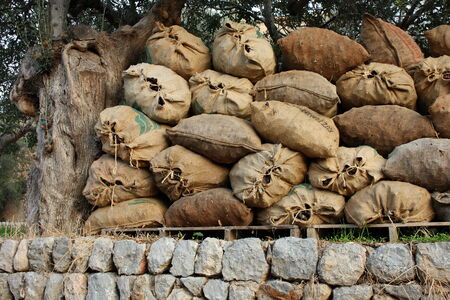 sacks with harvest under olive treeの写真素材