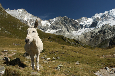 white burro in Swiss Alpsの写真素材