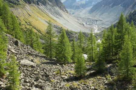 european larches in valley in Switzerlandの写真素材