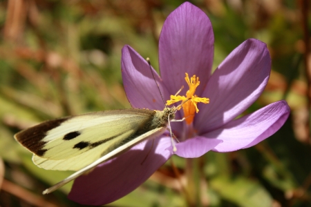 buterrfly pollinating crocus flowerの写真素材