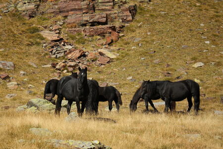 black wild horses drinking waterの写真素材