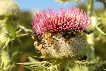 Bumblebees pollinating Milk Thistleの写真素材