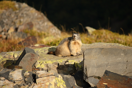 marmot on the rockの写真素材