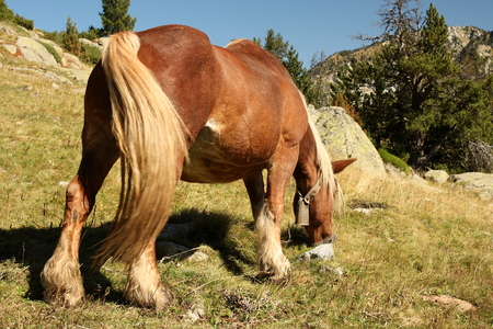 chestnut horse eating grassの写真素材