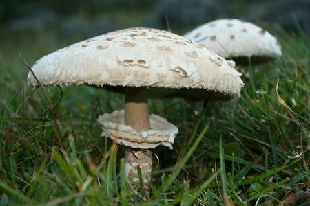 Macrolepiota Procera Parasol Mushroomの写真素材