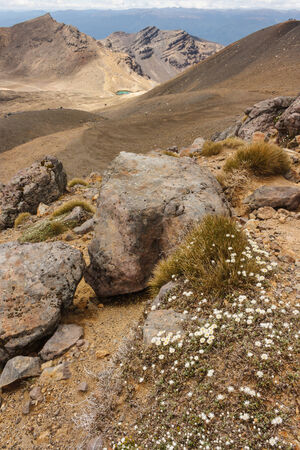 cluster of wildflowers growing on volcanic slopeの写真素材