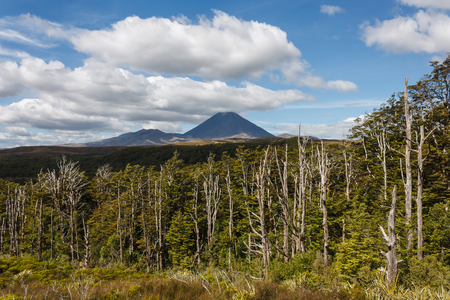 beech forest at Tongariro National Parkの写真素材