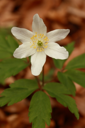 close up of anemone nemorosaの写真素材