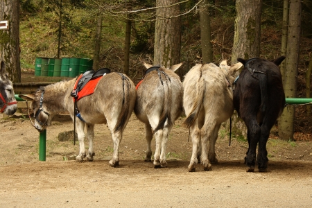 donkey taxiの写真素材