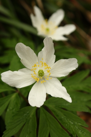 thimbleweedの写真素材