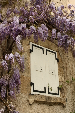 purple robinia flowersの写真素材