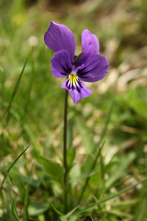 detail of viola flowerの写真素材