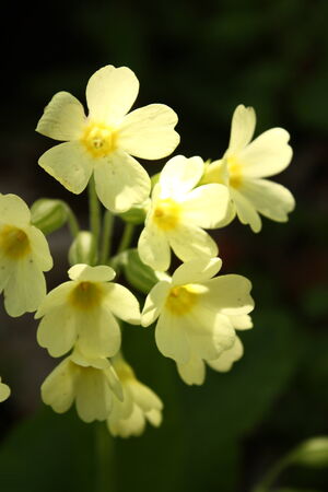 oxlipの写真素材