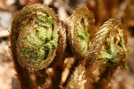 fern frondsの写真素材