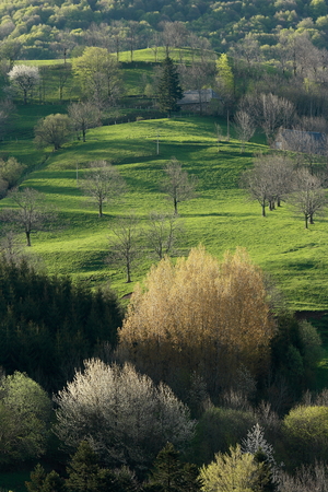 spring meadows with blossoming treesの写真素材