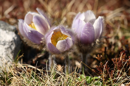 cluster of pulsatilla flowersの写真素材