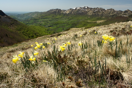 wild daffodils on the slope over green valleyの写真素材