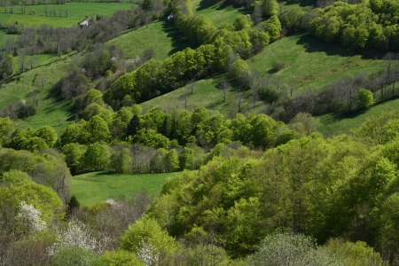 pastures with trees in Massif Centralの写真素材