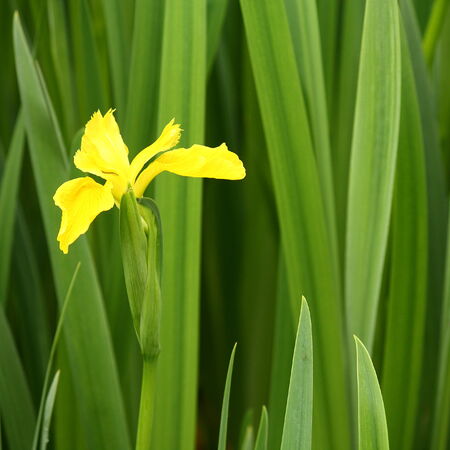 yellow iris on green backgroundの写真素材