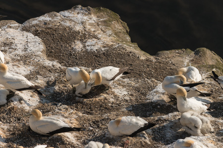 gannets with chicks の写真素材