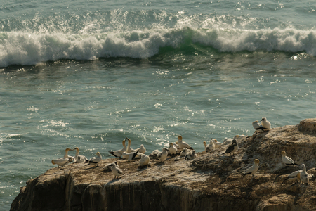 gannets nesting on cliffsの写真素材