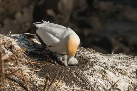 isolated gannet with young chick の写真素材