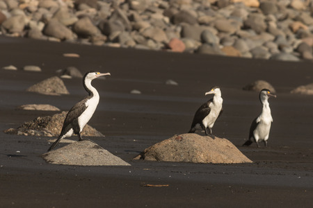 basking cormorantsの写真素材