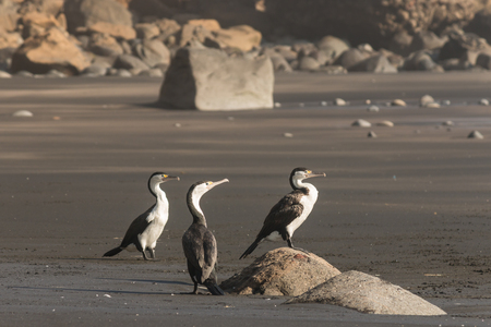 three cormorants on volcanic beach の写真素材