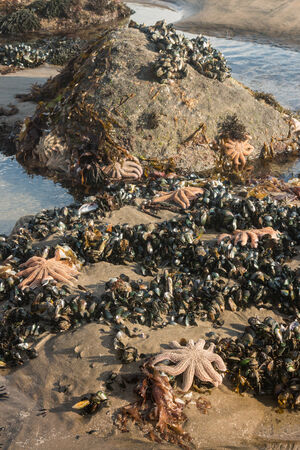starfish with mussels in rockpoolの写真素材