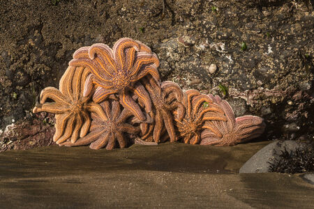 cluster of starfish on volcanic rockの写真素材