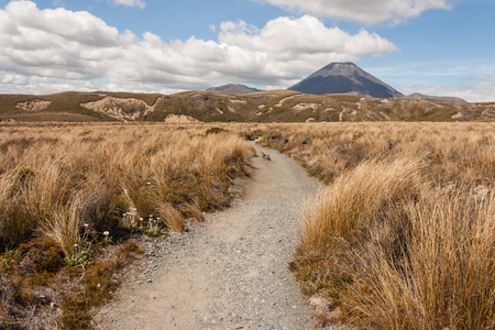 footpath across grassland in Tongariro National Parkの写真素材