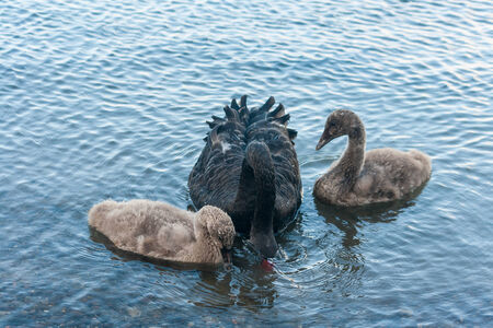 swan with cygnets searching for foodの写真素材