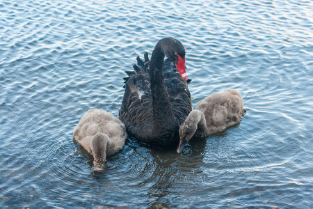 black swan with two cygnetsの写真素材