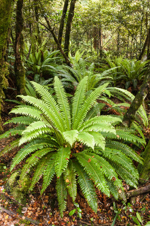 ferns growing in rainforestの写真素材