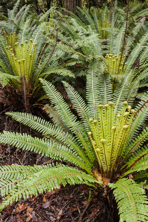 cluster of young fernsの写真素材
