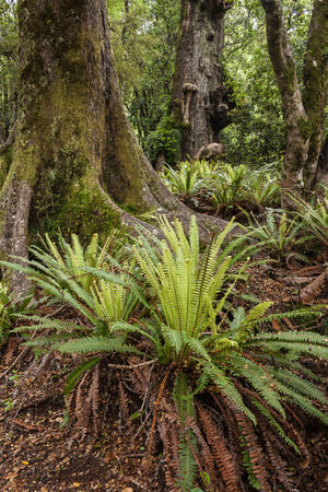 ferns growing in rainforestの写真素材