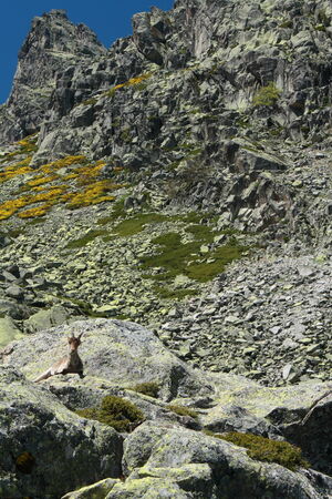 chamois in Sierra de Gredosの写真素材