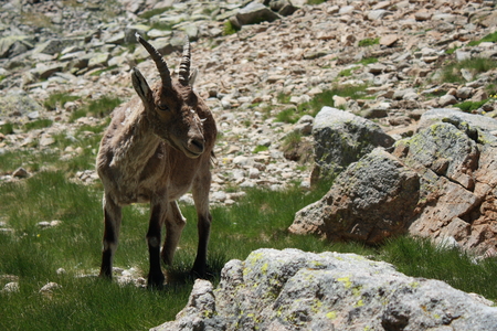 Spanish Ibexの写真素材