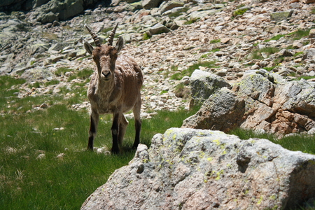 chamois in Spanish Pyreneesの写真素材