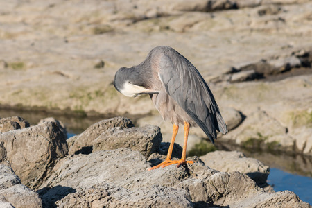 grooming heronの写真素材