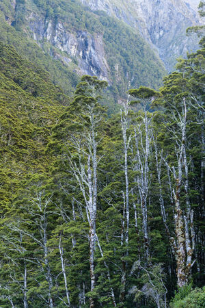 native forest in New Zealandの写真素材