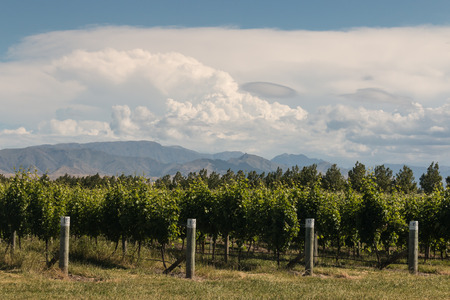 vineyards near Blenheim in New Zealandの写真素材