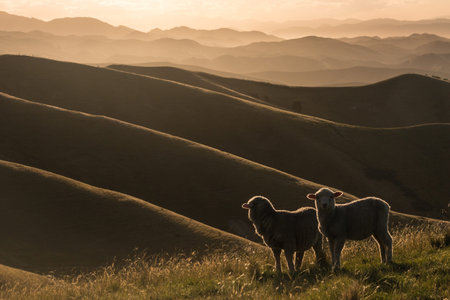 backlit sheep grazing on Wither Hills