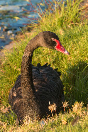 black swan resting on river bankの写真素材