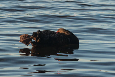 black swan resting on lakeの写真素材