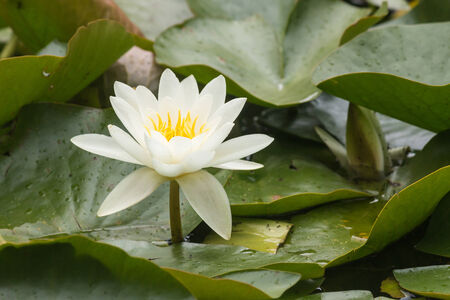 detail of white water lily の写真素材