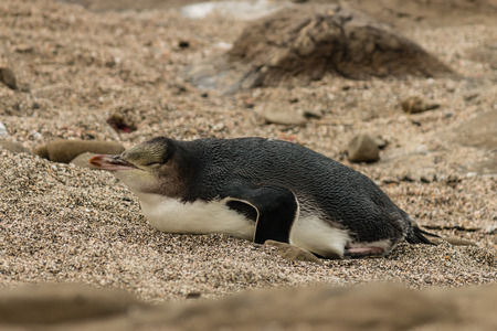 penguin resting on beachの写真素材