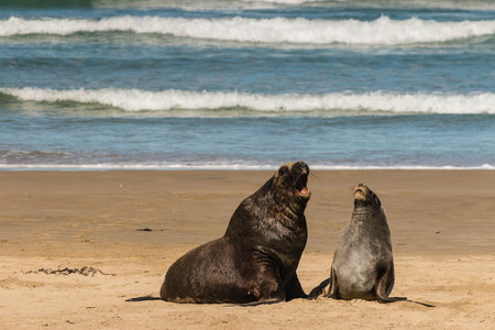 Hooker s sea lions in courtshipの写真素材